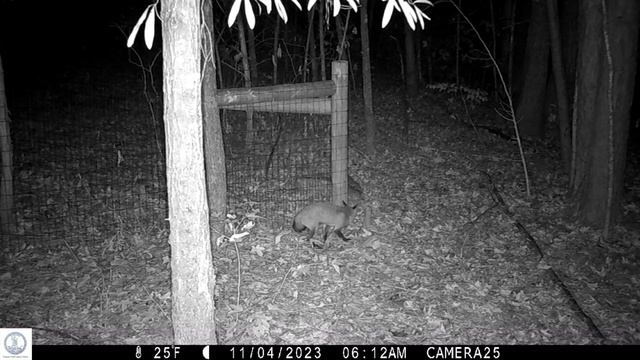 Return of a big buck.  Deer again at watering hole. Sneaky fox again under fence & more.