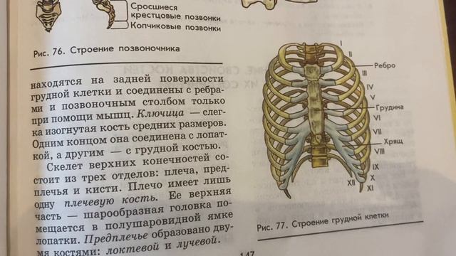 Биология/9/Батуев/Тема 46: Скелет/26.03.24 16:20