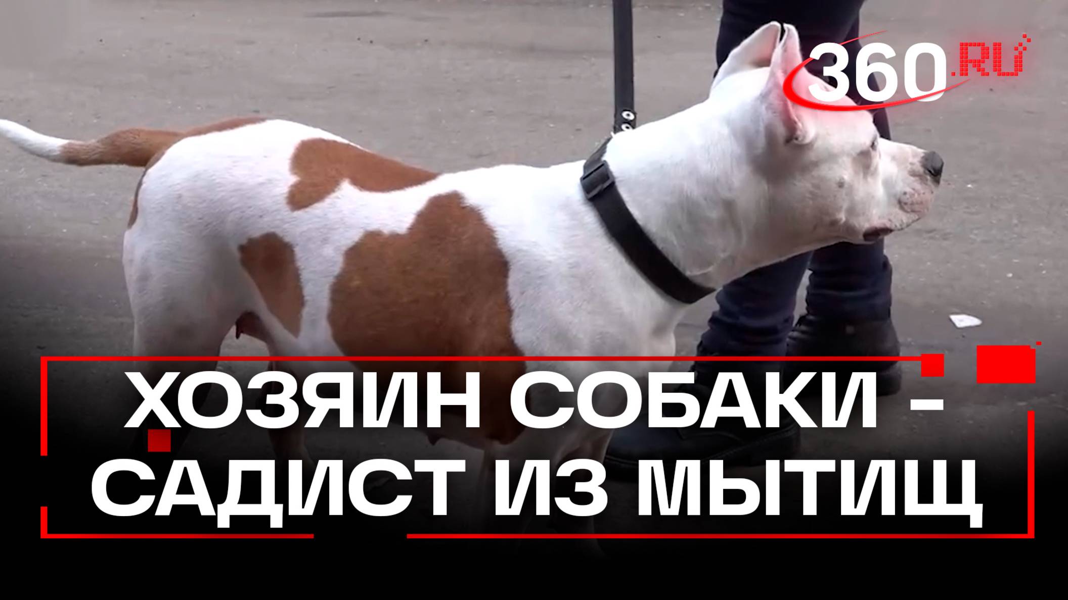 Два часа избивал собаку кнутом - соседи отбили животное у хозяина-садиста из Мытищ