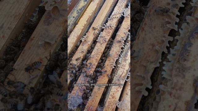 Как зимуют пчëлы #пчела #пчелосемья #пасека #мед #мёд #матка #улей #деревня #природа #bee