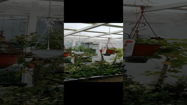 VID_20240415_073905.mp4
