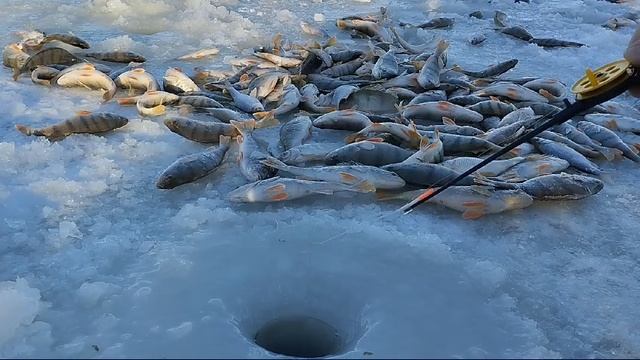 Клев окуня как с пулемёта