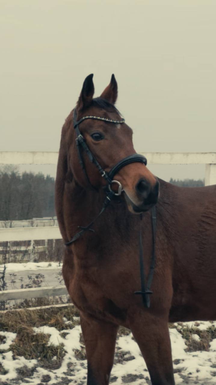 Грациозная и неповторимая Эмиранда 🐴