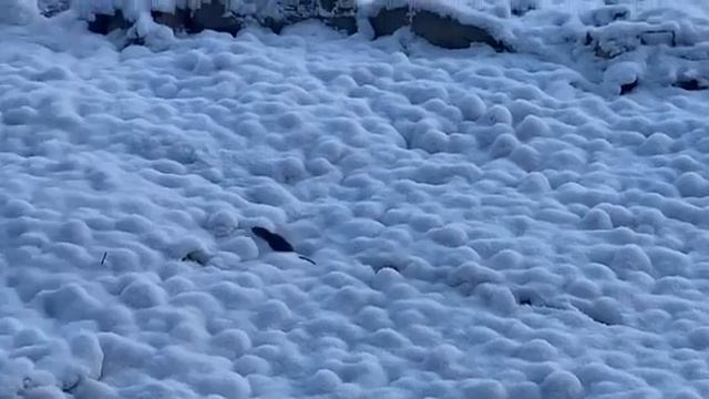 Ленинградская область. Хвойное. 05.12.2024. Дача. Полевая мышь