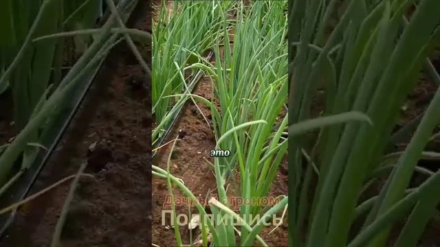 90 соток ЗЕМЛЯ КАК ХЛЕБ Реальный случай