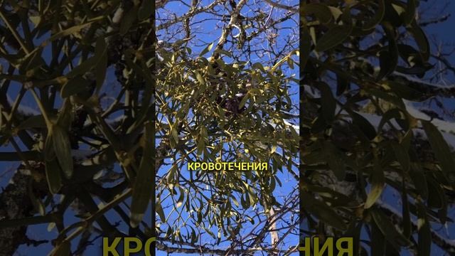 она в 30 раз сложнее человека