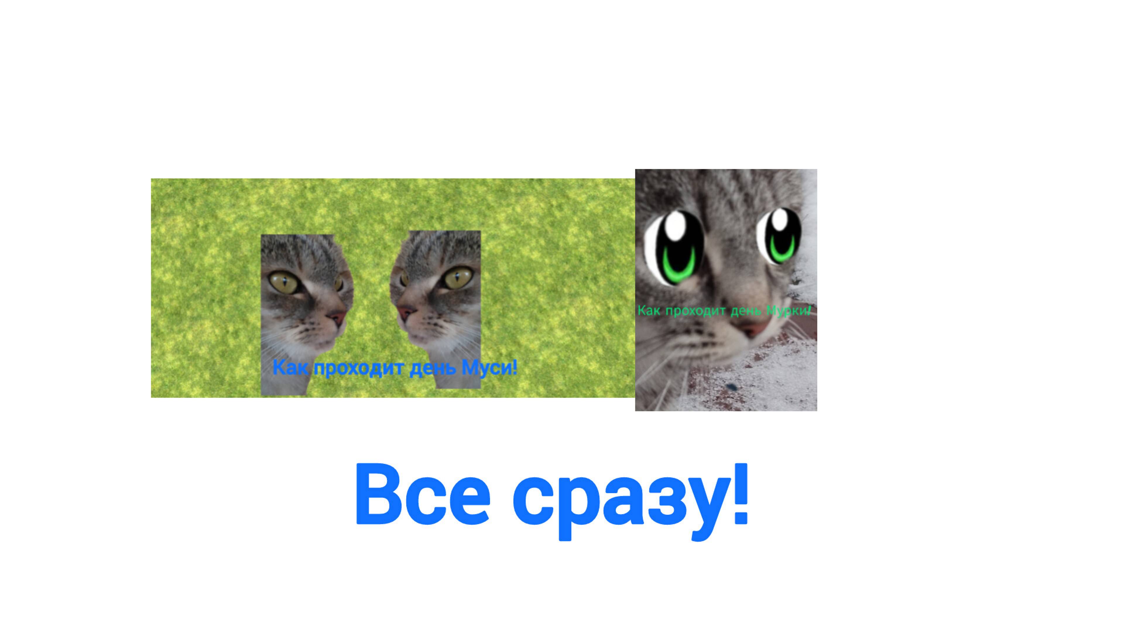 Как проходят дни кошек! Сборник.