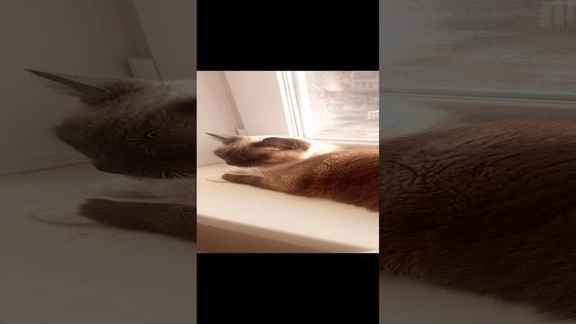 кошка соня