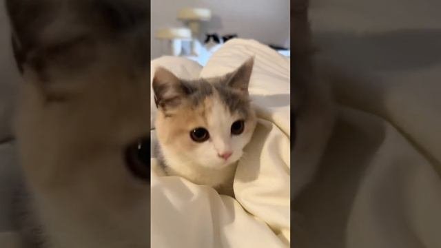 Meow