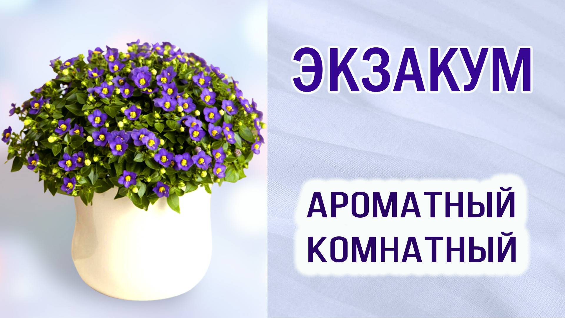 Экзакум. Ароматный комнатный цветок. Посев. Пикировка. Ёмкости.