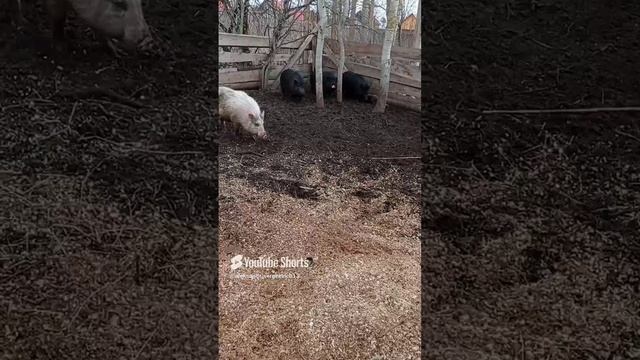Свинтусы на первой прогулке после долгой зимы