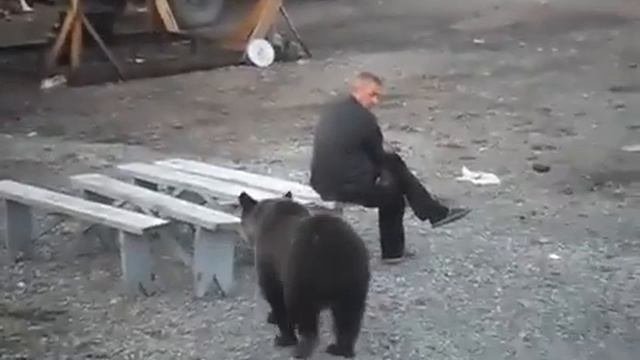 Медведь испугался пьяного русского мужика