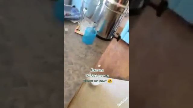 kotik
