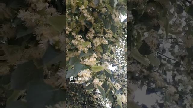 ЛИПА ЦВЕТЁТ!!АРОМАТ НА ВСЮ ОКРУГУ!!!Shorts