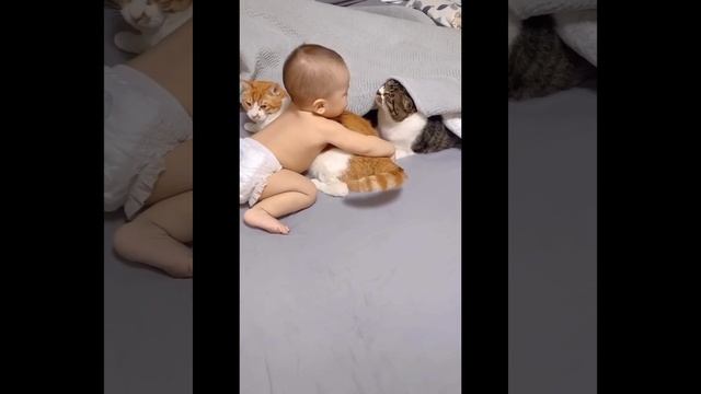 Веселье видео с котейками #22🥹