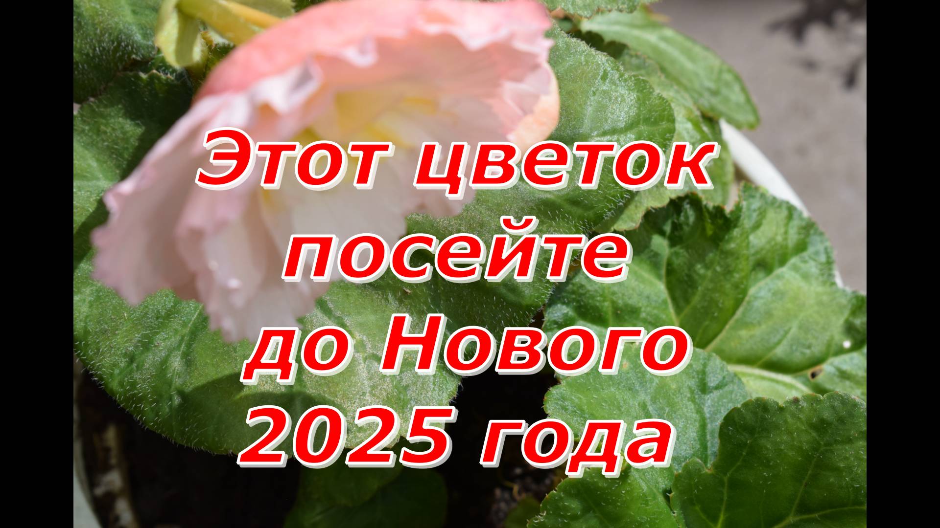 Успейте посеять этот цветок до Нового 2025 года