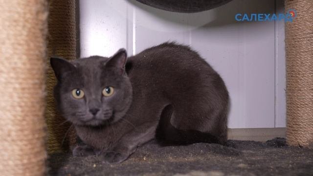 Мой кот