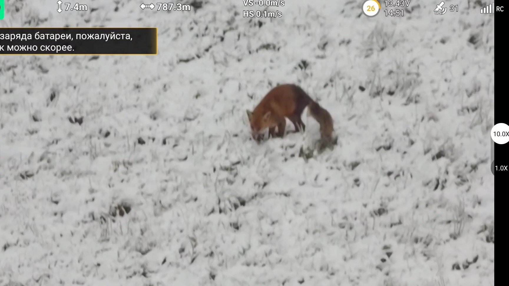 Лиса 🦊 на охоте)