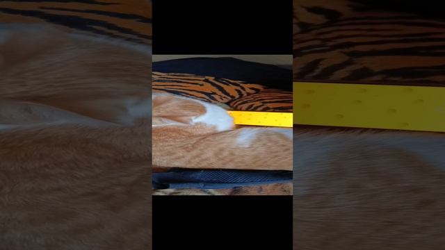 1000016340.mp4
