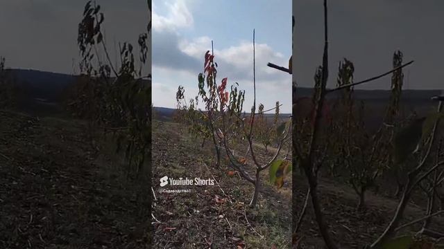 Лучший способ сформировать  черешния  дерево