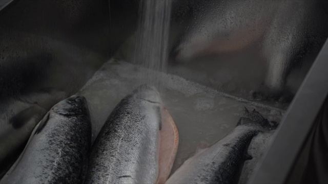 fisk