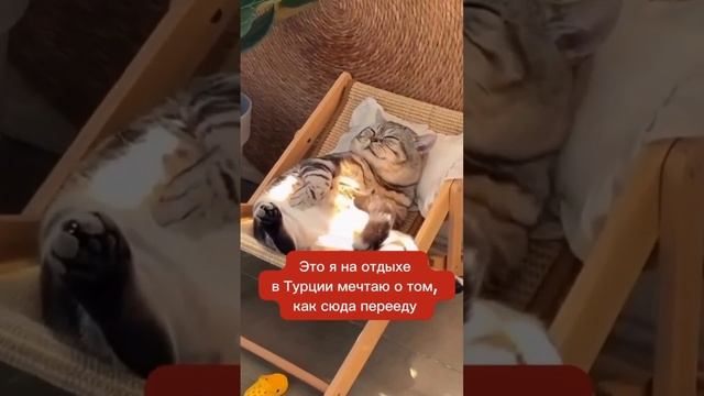 А вы мечтаете переехать в Турцию? 🇹🇷
