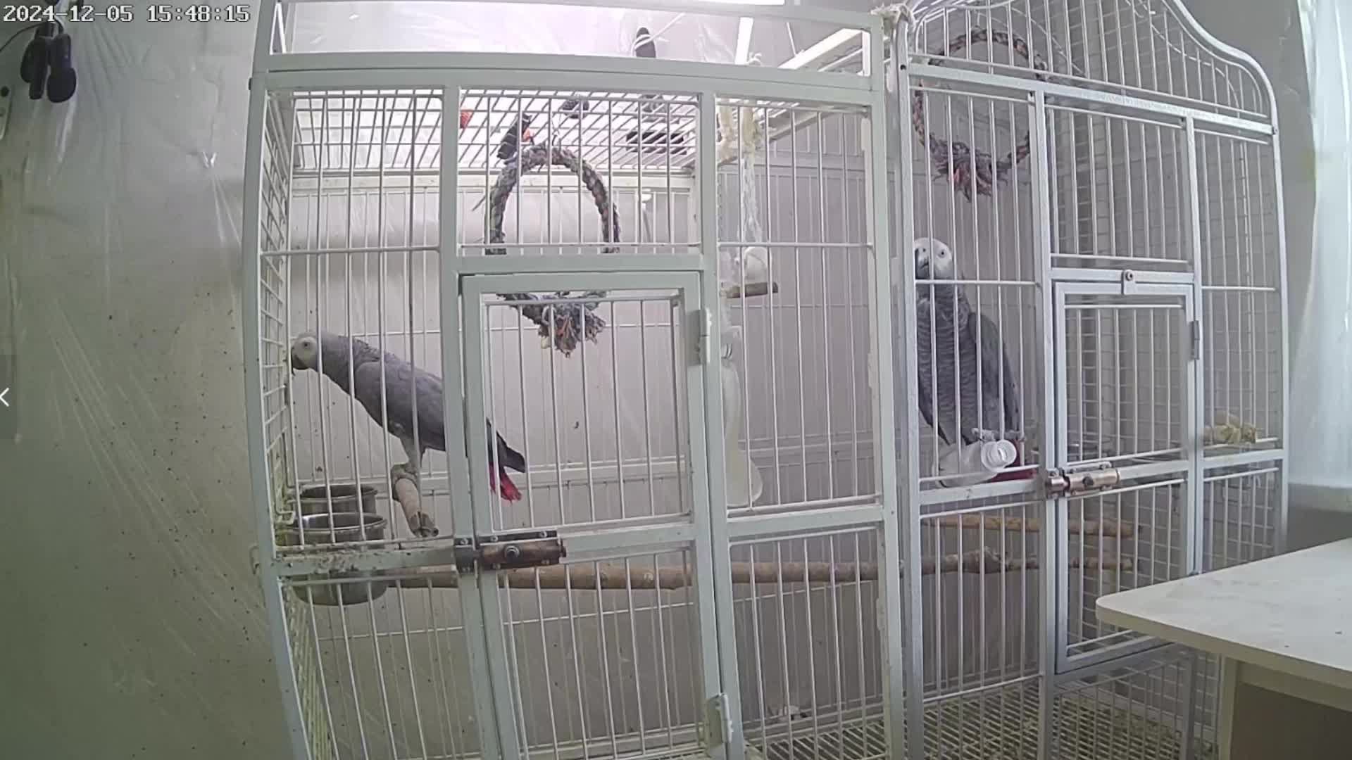 Попугаи Жако Contents of Gray African parrots