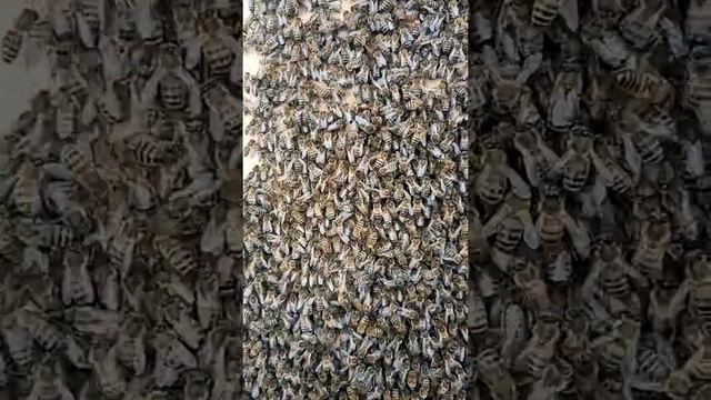 Пчёлы ломятся домой :=)