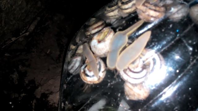Ферма улиток | Snails farm