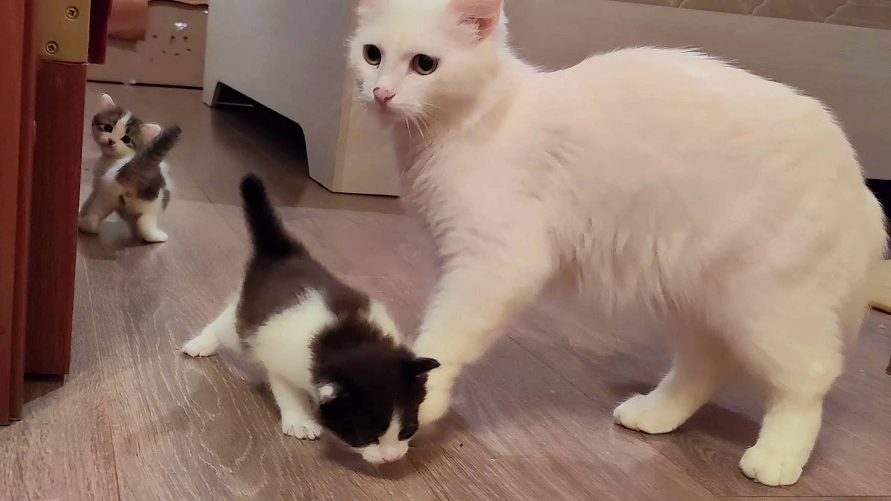 Мама-кошка и ее котята. Коллекция.