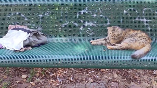 Смешная кошка на скамейке с вещами 😹 Funny Cute Cat On Bench 😻 Kucing Lucu 猫 Gato Gracioso 面白い猫