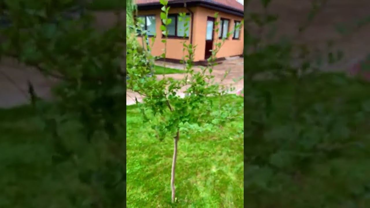Сирень зацвела в ОКТЯБРЕ