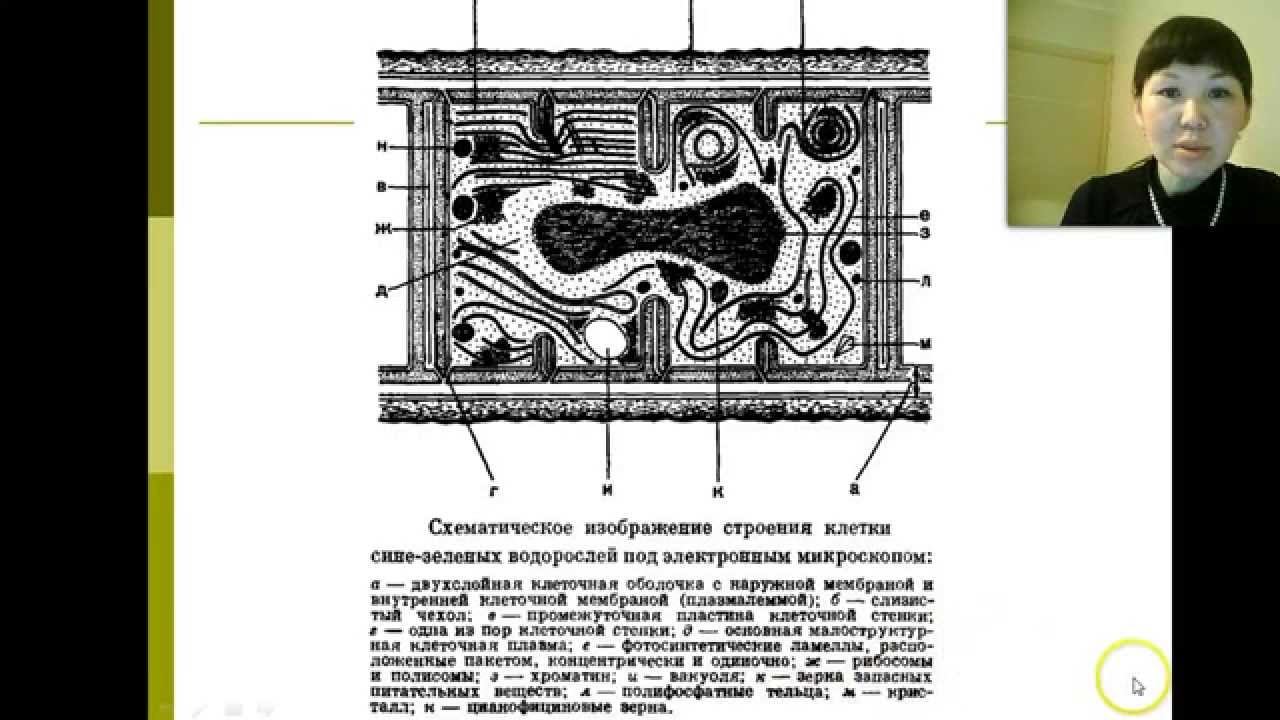 Науки о биологическом многообразии (Басхаева Т.Г.) - 2 лекция