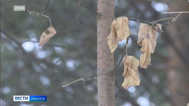 Участок в Академгородке в Иркутске, где планировали построить жилье для ученых, зарезервирован под п