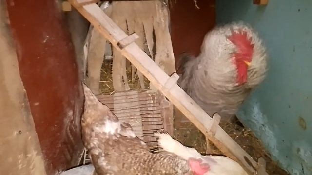 Курочки (морозы по тихоньку усиливаются, смотрим....)