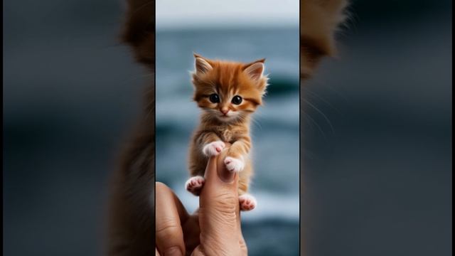 Милые котята уютно устроились на пальце человека, вызывая улыбки и радость! 🐾💖 #Котята #Милота