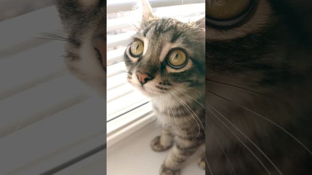 новые видео с коиком 🐈👍💫💥