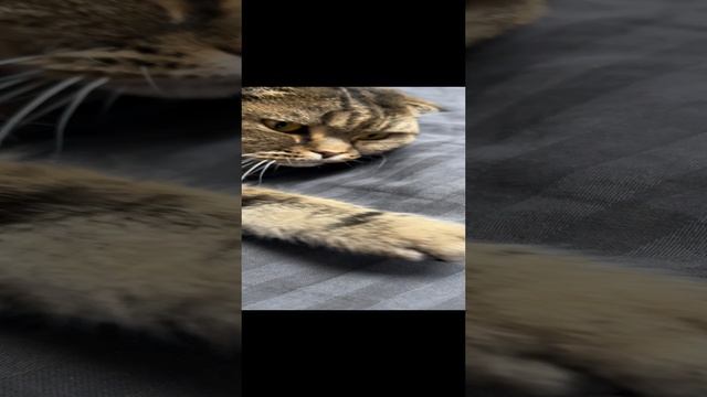 ЧЕССИ🐯ЗАЛЕГЛА