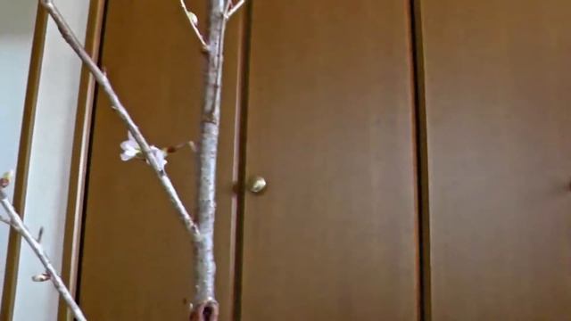 はじめての桜/Cherry Blossoms seen for the first time -ノルウェージャンフォレストキャット/Norwegian Forest Cat-