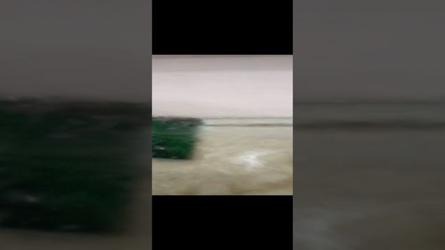 новая вода  у черепахи🐢