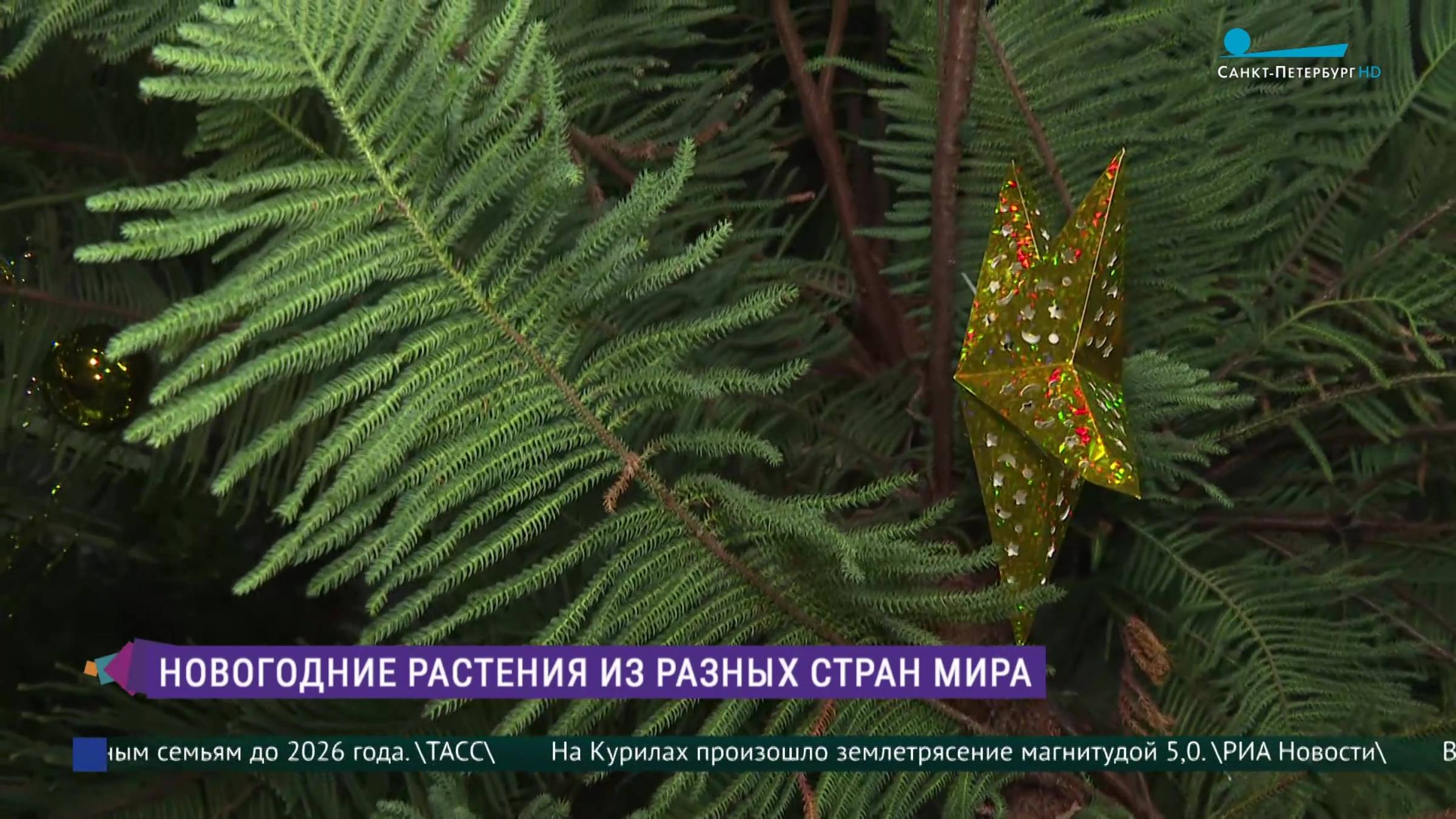 Новогодние растения разных стран мира