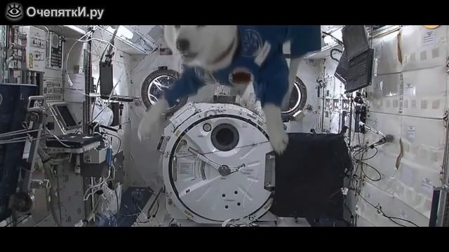 Собака в космосе