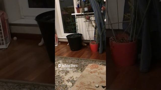 Санкт-Петербург. 05.12.2024. Пинг-понг. Игра Персика с шариками