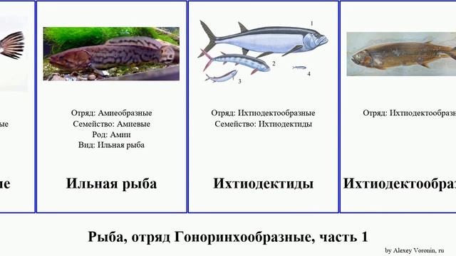 Рыба, отряд Гоноринхообразные, часть 1 fish Биркения Альбулообразные Haugen батрахообразные белая