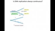 DNA replication.mov