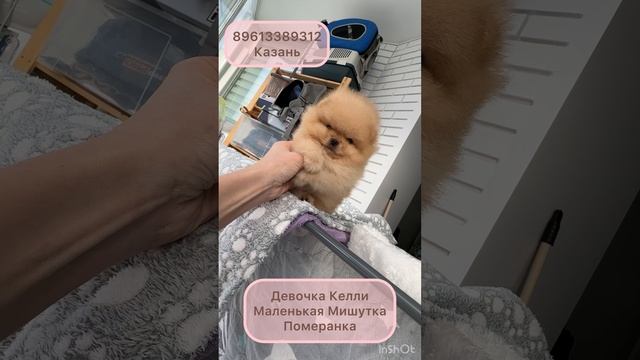 Девочка мишутка Келли померанский мини шпиц