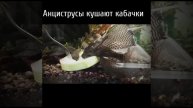 Сомики Анциструсы кушают кабачки