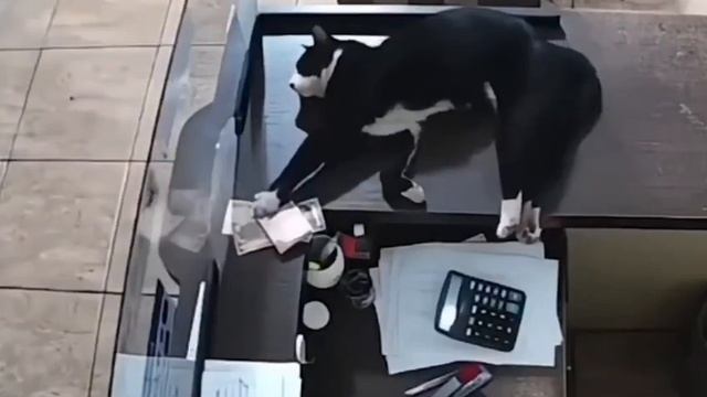 Котейка-кассир, идеально передающий ежедневное состояние на работе.