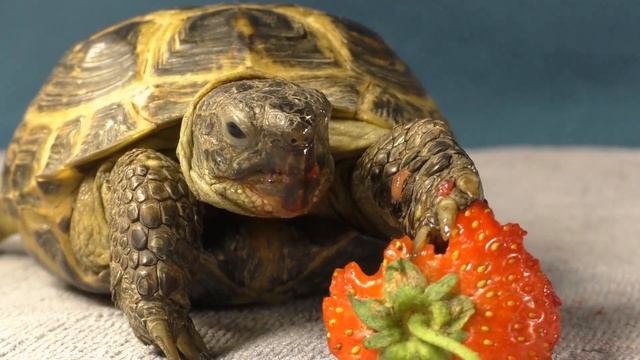 Tortoise eating Strawberries ASMR | Animals Animals ASMR #75