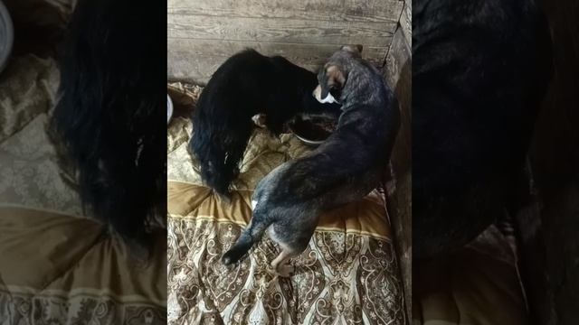Похоже Даня уже привык к атмосфере приюта